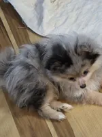 Akc champion pedigree batgirl, a female Pomeranian for sale in Kendallville, IN – 5 of 6