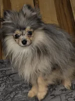 Akc champion pedigree jax, a male Pomeranian for sale in Kendallville, IN – 5 of 5