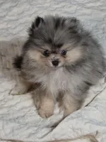 Akc champion pedigree Denny, a male Pomeranian for sale in Fort Wayne, IN – 2 of 3