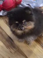 Akc champion pedigree bo, a male Pomeranian for sale in Kendallville, IN – 2 of 4