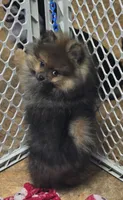 Akc grand champion pedigree minnie, a female Pomeranian for sale in Kendallville, IN – 4 of 6