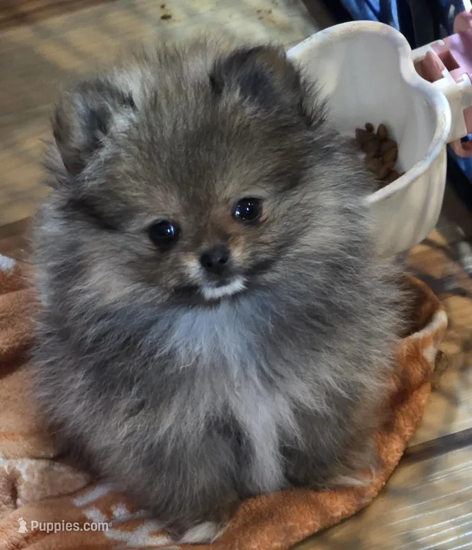 Ckc tiny teddy bear pom Bambi – Pomeranian puppy for sale in Fort Wayne, IN