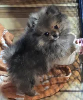 Ckc tiny teddy bear pom Bambi, a female Pomeranian for sale in Fort Wayne, IN – Photo 5 of 5