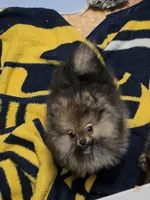 Akc champion pedigree teddy bear pom buffy, a female Pomeranian for sale in Kendallville, IN – 2 of 7
