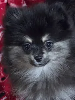 Akc champion pedigree macy, a female Pomeranian for sale in Kendallville, IN – 5 of 5