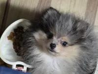 Akc champion pedigree tanner, a male Pomeranian for sale in Kendallville, IN – 4 of 4