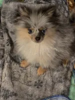 Aca  champion pedigree tiny blue merle blue eyed  harley, a male Pomeranian for sale in Kendallville, IN – 3 of 7