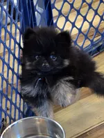 Ak. Champion pedigree , a male Pomeranian for sale in Kendallville, IN – 3 of 5