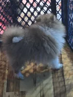  Ckc champion pedigree bear , a male Pomeranian for sale in Fort Wayne, IN – 6 of 6
