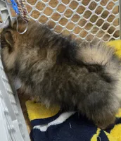 Akc champion pedigree teddy bear pom buffy, a female Pomeranian for sale in Kendallville, IN – 4 of 7
