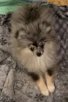 Akc champion pedigree very tiny dolly, a female Pomeranian for sale in Kendallville, IN – 5 of 5
