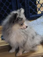 Akc champion pedigree batgirl, a female Pomeranian for sale in Kendallville, IN – 3 of 4