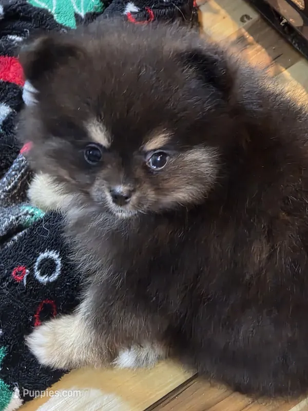 Akc Susie – Pomeranian puppy for sale in Fort Wayne, IN