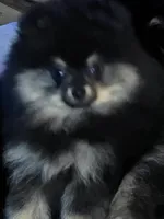 Akc champion pedigree blacky , a male Pomeranian for sale in Kendallville, IN – 4 of 4