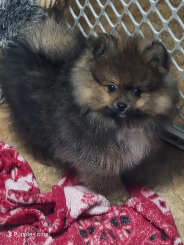 Akc grand champion pedigree minnie – Pomeranian puppy for sale in Kendallville, IN