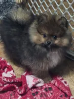 Akc grand champion pedigree minnie, a female Pomeranian for sale in Kendallville, IN – 1 of 6
