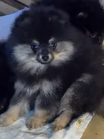 Akc champion pedigree blacky , a male Pomeranian for sale in Kendallville, IN – 3 of 4