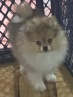  Ckc champion pedigree bear , a male Pomeranian for sale in Fort Wayne, IN – 5 of 6