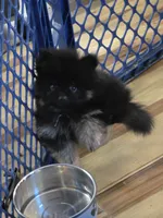 Akc champion pedigree bear, a male Pomeranian for sale in Kendallville, IN – 3 of 7