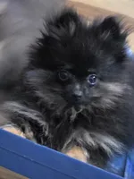 Akc champion pedigree bear, a male Pomeranian for sale in Kendallville, IN – 4 of 4
