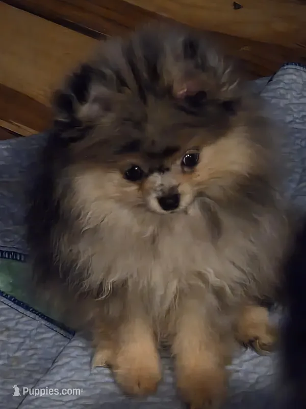 Akc grand pedigree jenny – Pomeranian puppy for sale in Kendallville, IN
