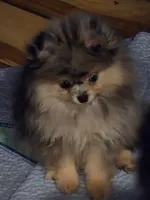 Akc grand pedigree jenny, a female Pomeranian for sale in Kendallville, IN – 1 of 5