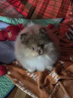 Ckc chocolate merle Marley , a male Pomeranian for sale in Fort Wayne, IN – 8 of 9