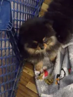 Akc champion pedigree blacky, a male Pomeranian for sale in Fort Wayne, IN – 5 of 5