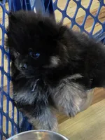 Alc champion pedigree bear, a male Pomeranian for sale in Fort Wayne, IN – 3 of 8