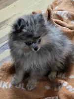 Akc grand champion pedigree Jenny , a female Pomeranian for sale in Kendallville, IN – 5 of 6