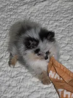 Aca beautiful blue and tan boy harley, a male Pomeranian for sale in Kendallville, IN – 3 of 8