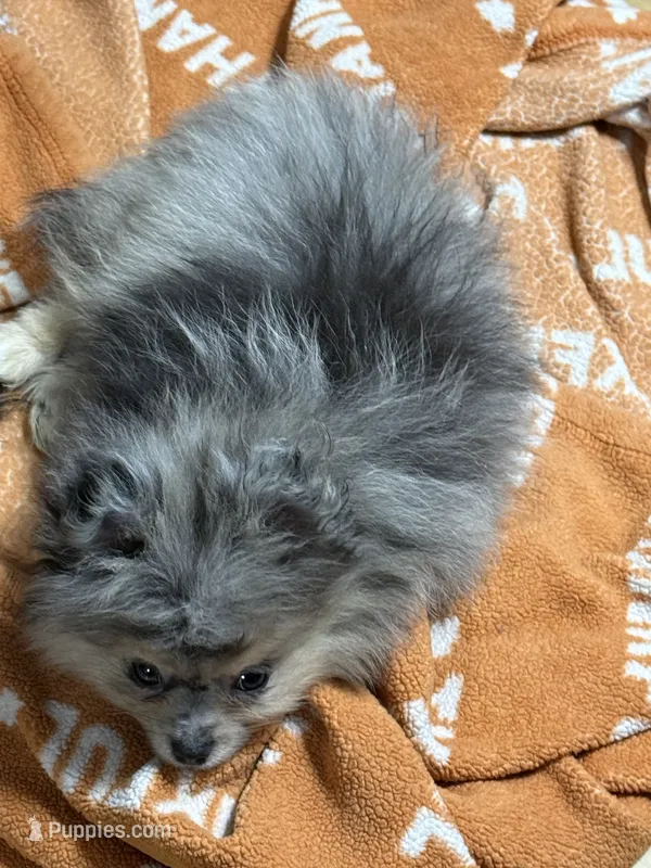 Akc Jax  – Pomeranian puppy for sale in Fort Wayne, IN
