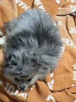 Akc Jax , a male Pomeranian for sale in Fort Wayne, IN – 1 of 3
