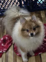 Ckc champion pedigree max , a male Pomeranian for sale in Fort Wayne, IN – 8 of 9