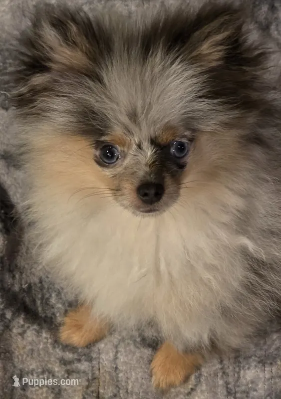 Aca  champion pedigree tiny blue merle blue eyed  harley – Pomeranian puppy for sale in Kendallville, IN