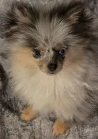 Aca  champion pedigree tiny blue merle blue eyed  harley, a male Pomeranian for sale in Kendallville, IN – 1 of 7