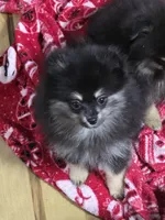 Akc champion pedigree macy, a female Pomeranian for sale in Kendallville, IN – 3 of 5