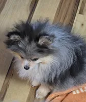 Akc champion pedigree tanner, a male Pomeranian for sale in Kendallville, IN – 3 of 6