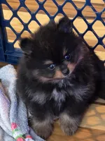 Blackie , a male Pomeranian for sale in Fort Wayne, IN – 3 of 4
