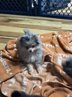 Akc Wilma , a female Pomeranian for sale in Fort Wayne, IN – 5 of 5