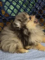 Akc champion pedigree jax, a male Pomeranian for sale in Kendallville, IN – 4 of 6