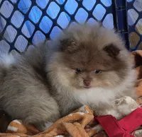Ckc chocolate merle Marley , a male Pomeranian for sale in Fort Wayne, IN – 2 of 7