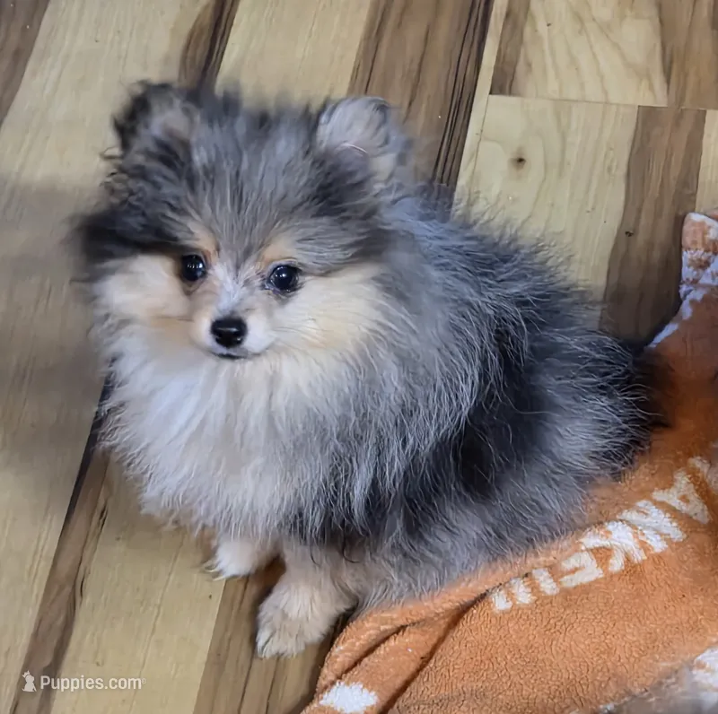 Akc champion pedigree tanner – Pomeranian puppy for sale in Kendallville, IN