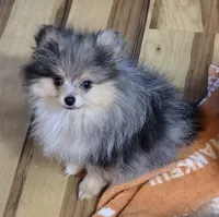 Akc champion pedigree tanner, a male Pomeranian for sale in Kendallville, IN – 1 of 7