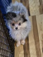 Akc champion pedigree batgirl, a female Pomeranian for sale in Kendallville, IN – 2 of 7