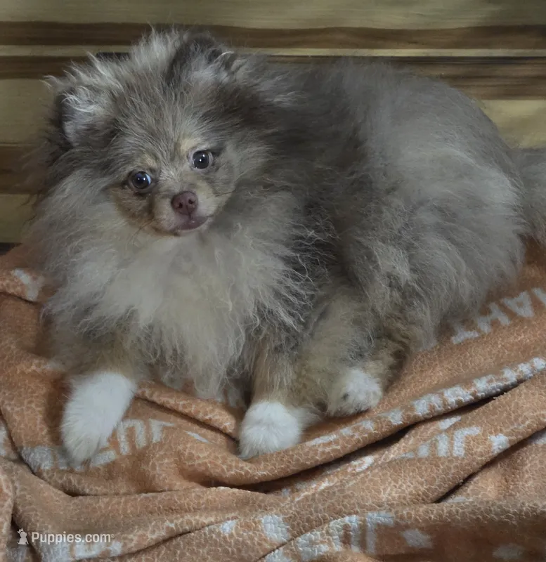 Ckc champion pedigree max  – Pomeranian puppy for sale in Fort Wayne, IN