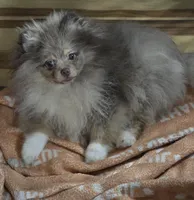 Ckc champion pedigree max , a male Pomeranian for sale in Fort Wayne, IN – 1 of 6