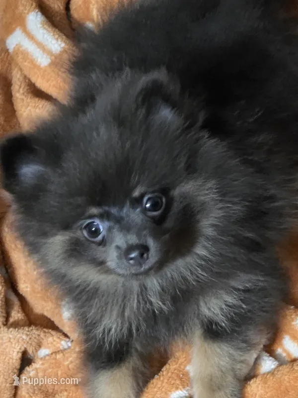 Aca champion pedigree tiny sammy – Pomeranian puppy for sale in Kendallville, IN