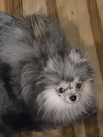 Akc champion pedigree jax, a male Pomeranian for sale in Kendallville, IN – 2 of 5