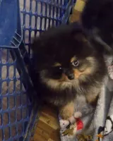 Akc champion pedigree blacky, a male Pomeranian for sale in Fort Wayne, IN – 2 of 5